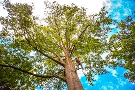 Why Choose Our Tree Removal Services in Millersville, PA?