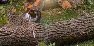 Best Firewood Processing and Delivery  in Millersville, PA