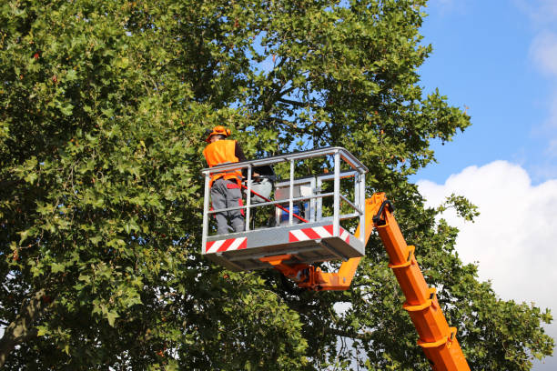 Reliable Millersville, PA  Tree Services Solutions